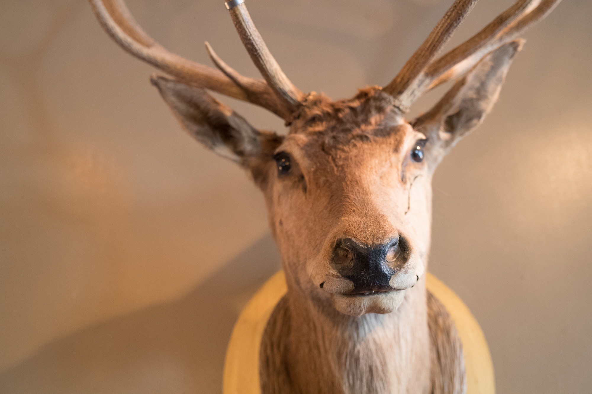 Export x3 1DX28111 Businessshooting 2017 Pixelhirsch